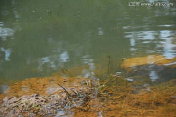 池塘和水草