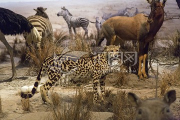 非洲豹子