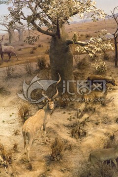 非洲羚羊
