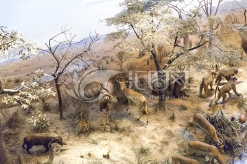 非洲羚羊