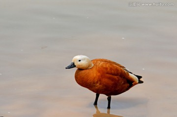 赤麻鸭