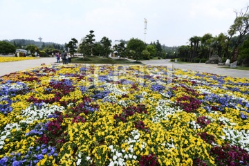 花坛