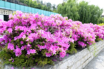 杜鹃花