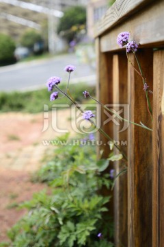 花枝