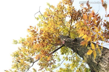 椿树