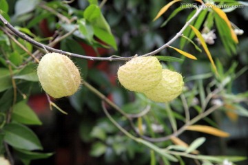 植物果实