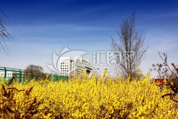 迎春花 黑龙江八一农垦大学