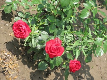 月季花