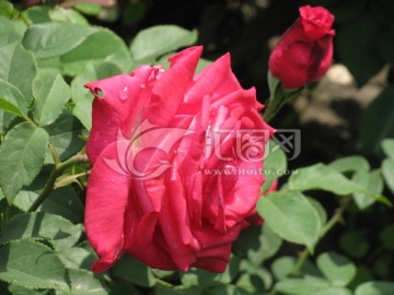 月季花