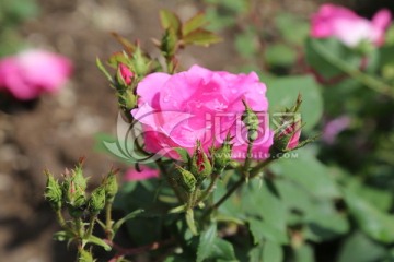 月季花