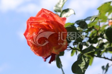 月季花