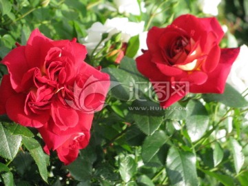 月季花