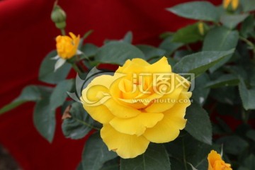 月季花
