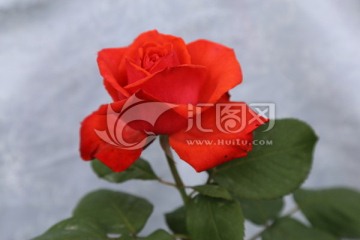 月季花