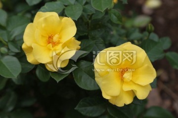 月季花