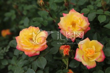 月季花