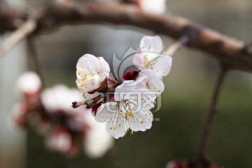 杏花 春天的花朵