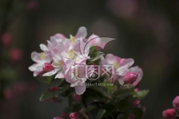 春天的花 西府海棠