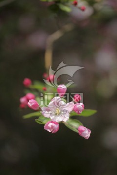 春天的花 西府海棠
