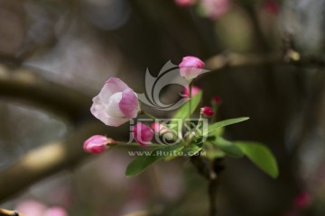 春天的花 西府海棠