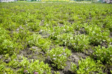 农作物种植扁豆