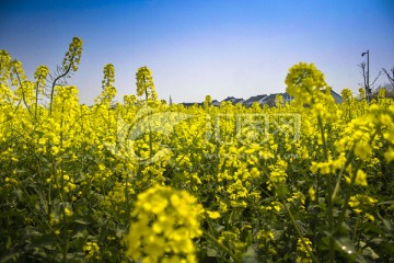 苏州同里油菜花