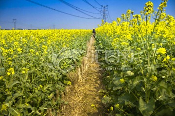 苏州同里油菜花