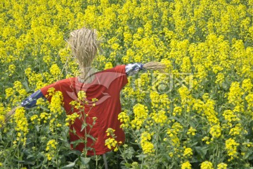 苏州同里油菜花