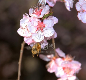 樱花与蜜蜂