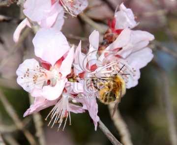 樱花与蜜蜂