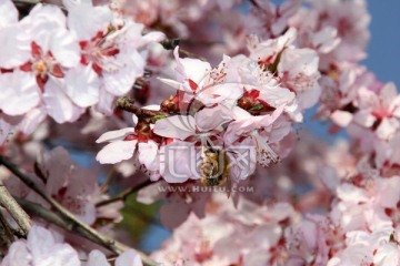 樱花与蜜蜂