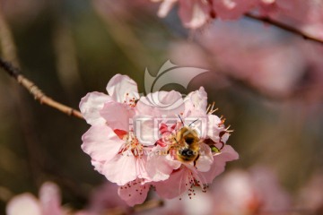 樱花与蜜蜂