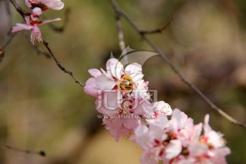 樱花与蜜蜂