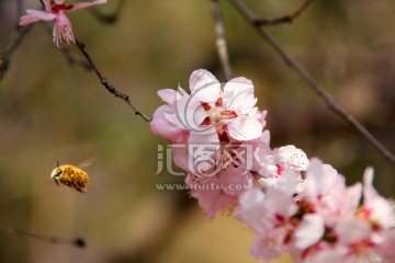 樱花与蜜蜂