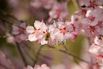 樱花与蜜蜂