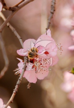 樱花 蜜蜂