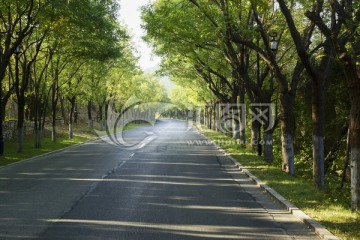 美丽槐荫路