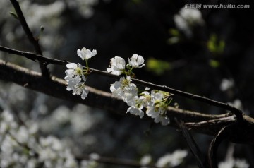 李花