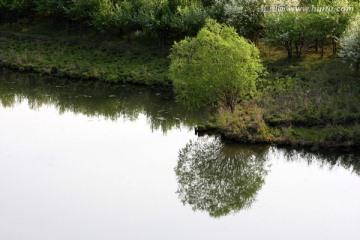 天然小树在水中秀美