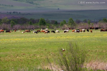 草原上的牛马色彩斑斓