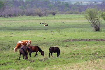 牛马悠闲在地吃草