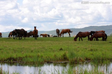 最美的草原牛马吃草