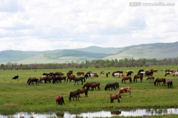 牛群马群吃草