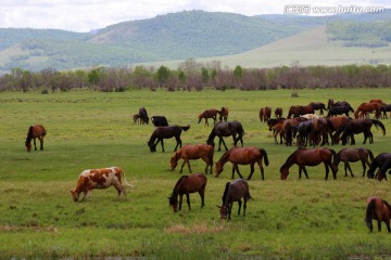 绿茵的草原牛马成群