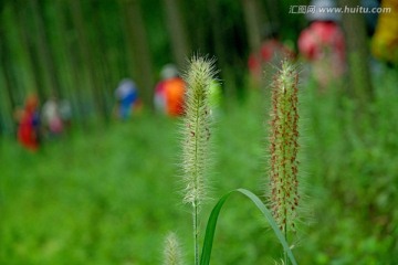 狗尾巴草