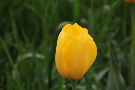黄色郁金香花朵