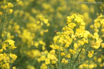 油菜花