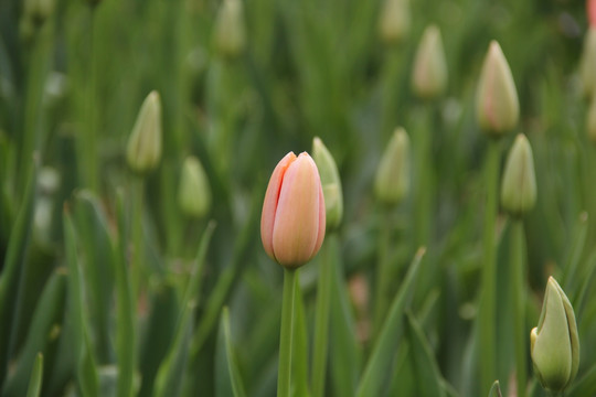 郁金香花蕾