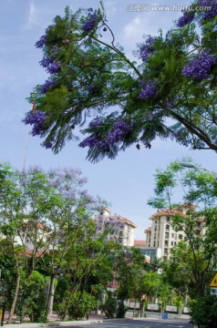 蓝花楹 都市风光