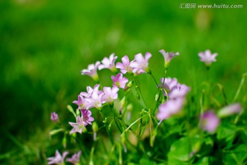 红花酢浆草